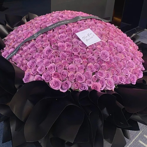 鲜花：只爱你一人 520枝紫玫瑰